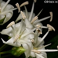 Aegiceras corniculatum (River Mangrove) ツノヤブコウジ<br />Canon KDX (400D) + EFS60 F2.8 + SPEEDLITE 380EX<br /><br />